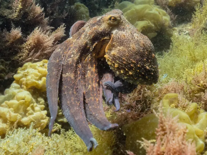 A common octopus resting on the seabed with its arms drawn in.